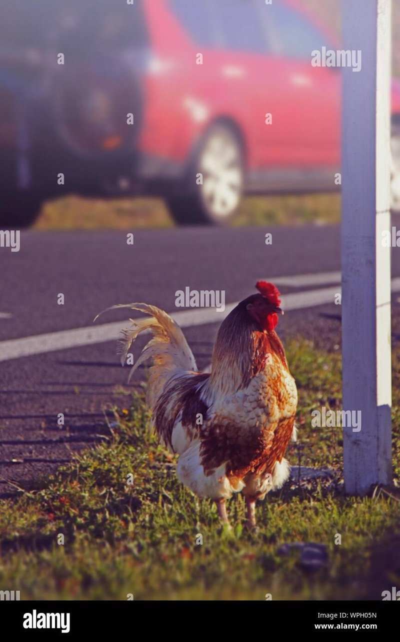 Descubre el Misterio de la Ruta de Pollo en España: Juego de Apuestas Aventuras, chicken road game Descubre el Misterio de la Ruta de Pollo en España: Juego de Apuestas Aventuras, chicken road game